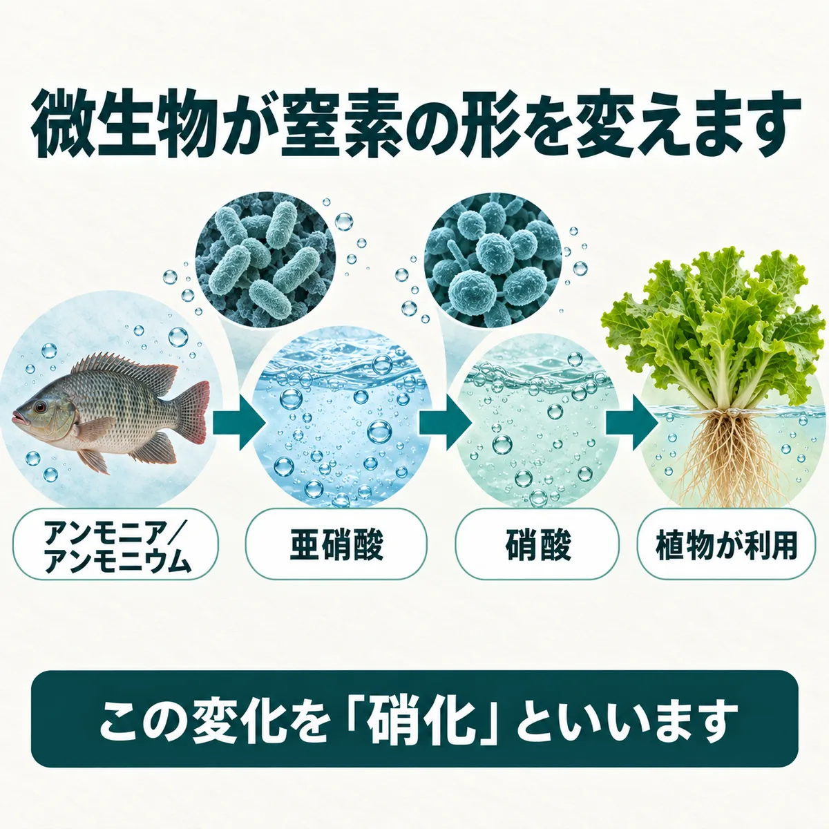 魚から出た窒素が微生物によって亜硝酸、硝酸へ変わり植物に利用される流れ