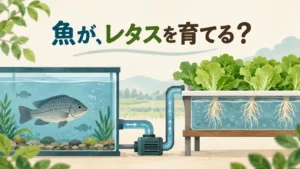 魚の水がどのようにレタスの成長へつながるかを問いかけるイラスト