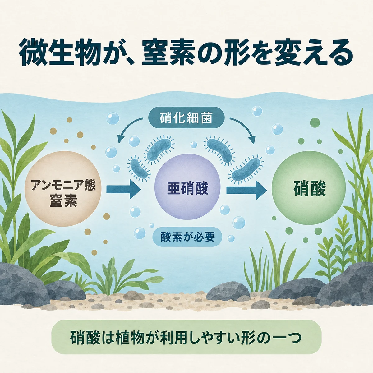 アンモニア／アンモニウム→亜硝酸→硝酸の変換