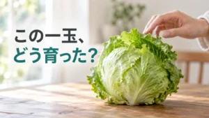 食卓の玉レタスに手を添え、この一玉がどう育ったのかと問いかける写実的な編集画像