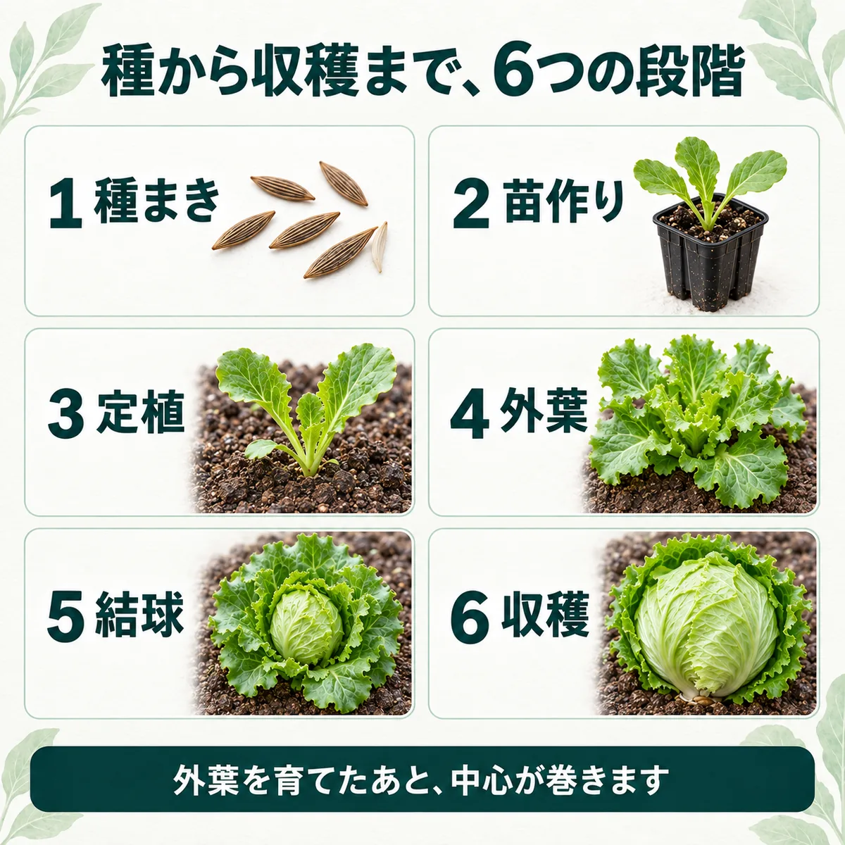 種まき、苗作り、定植、外葉、結球、収穫の六段階で示す玉レタスの全体工程