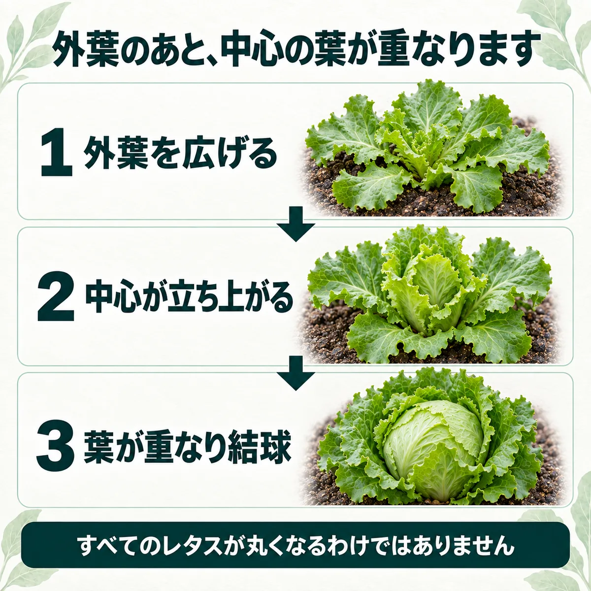 玉レタスが外葉を広げ、中心の葉が巻き始め、玉が締まるまでの変化