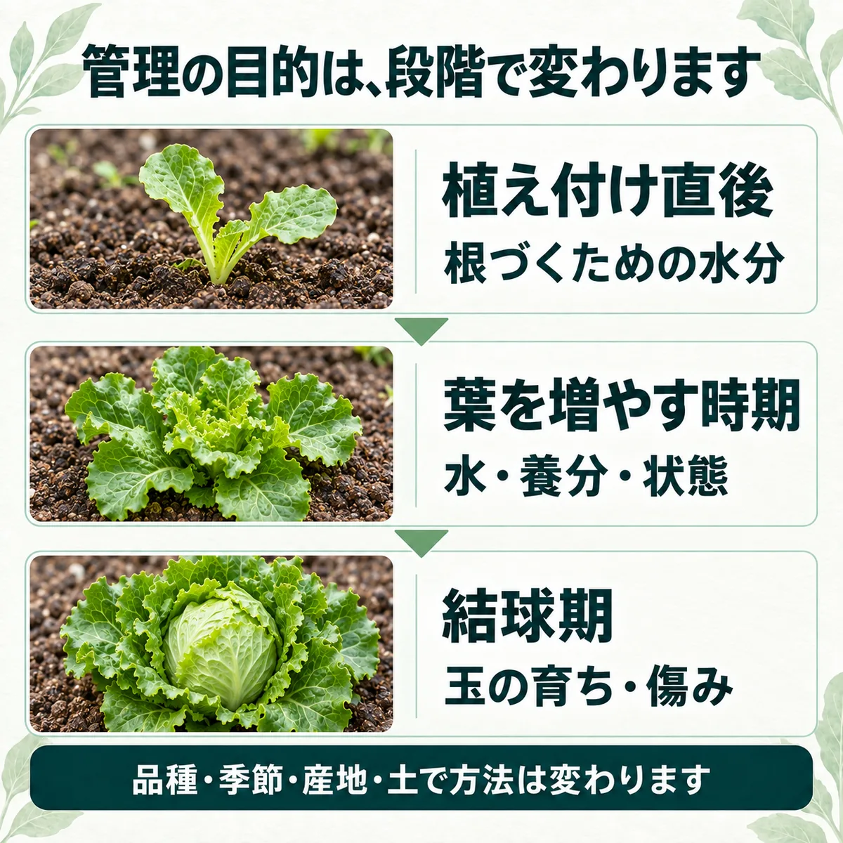 植え付け直後、葉が増える時期、結球期に生産者が確認する項目