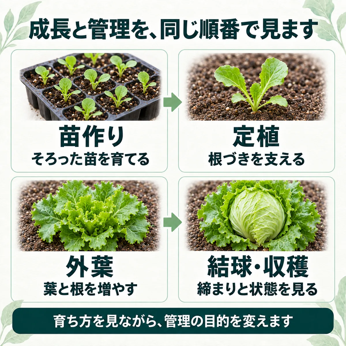苗作り、定植、外葉、結球と収穫の各段階に管理の目的を対応させた図
