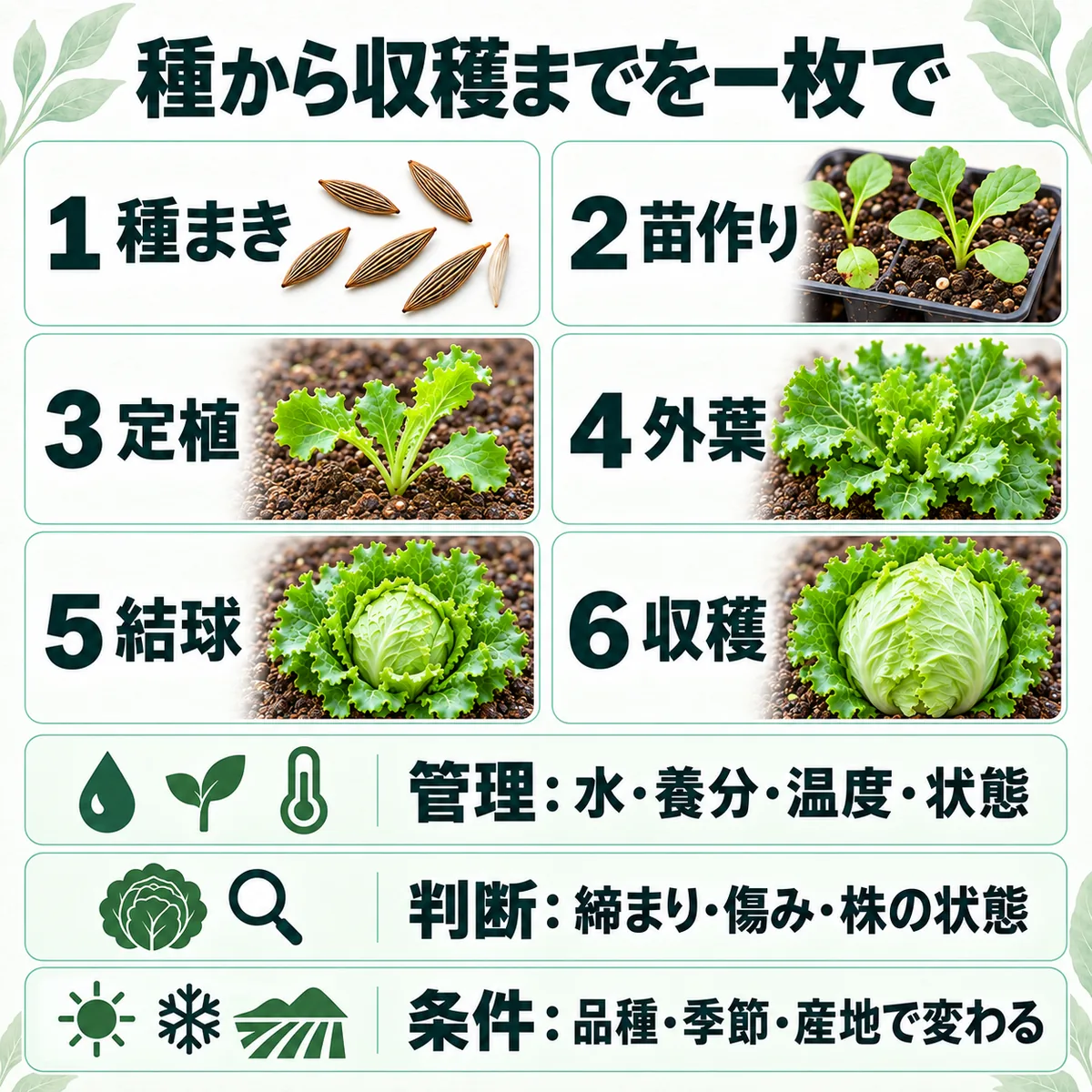 種まきから収穫までの六段階と各段階の管理上の要点を一枚にまとめた図