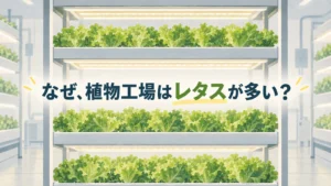 植物工場でレタスが多く栽培される理由を問いかける編集画像