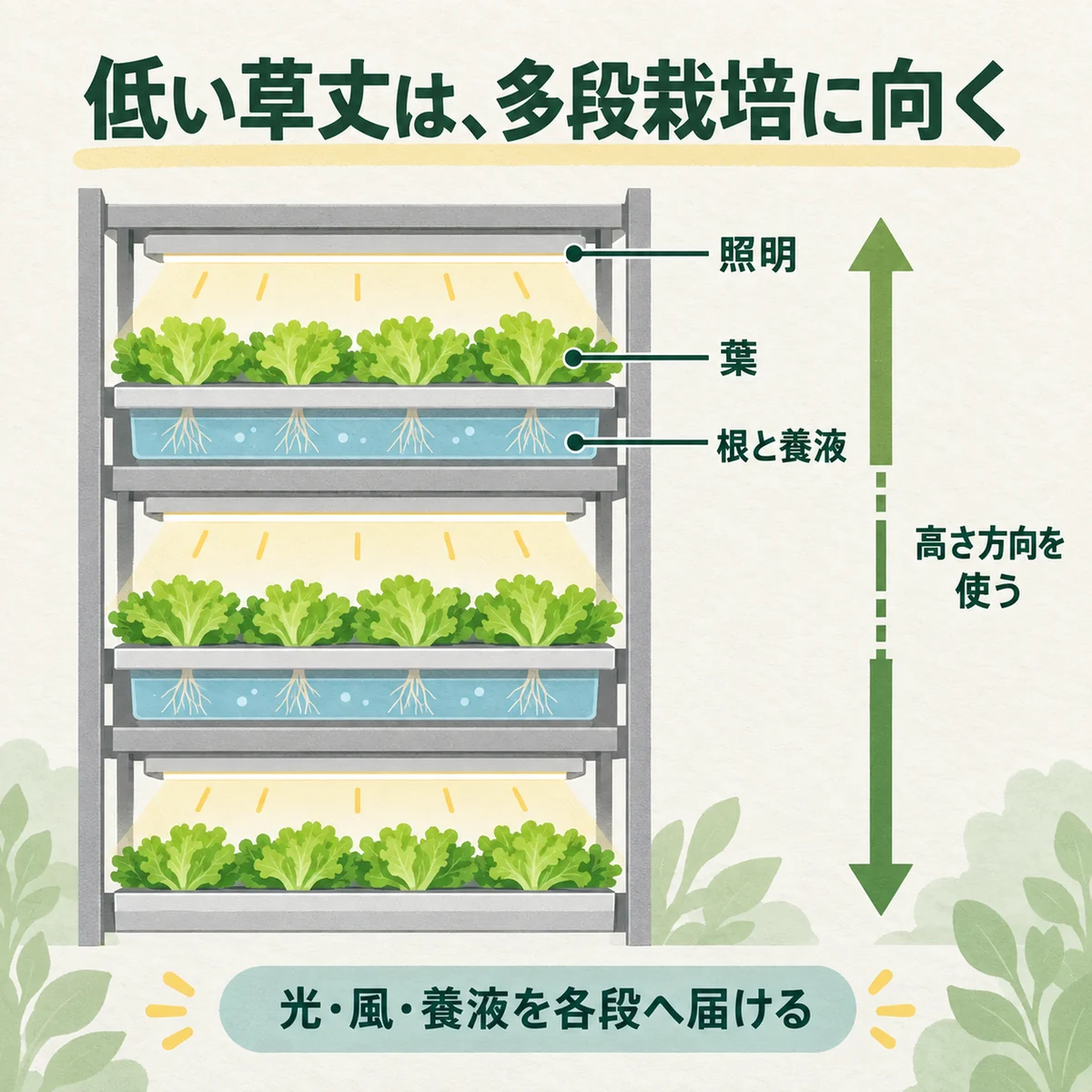 低いレタス棚を多段化できる理由