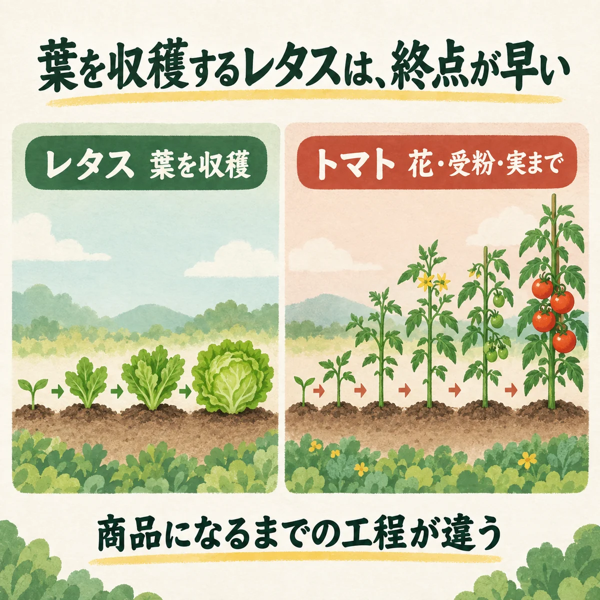 葉を収穫するレタスと、花・実まで育てるトマトの工程比較
