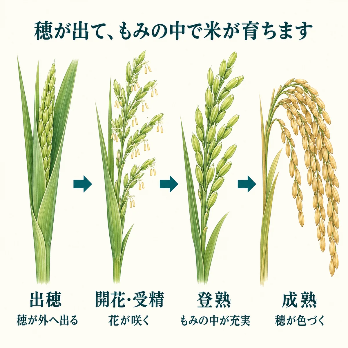 イネの出穂、開花と受精、登熟、成熟を順に示す図