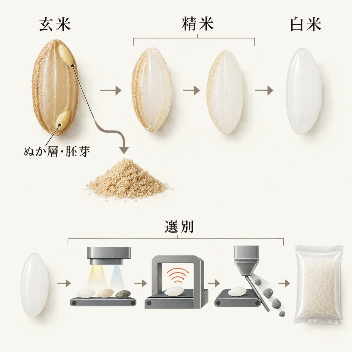 もみから白米まで、各工程で入るもの、外すもの、残るものを示す図