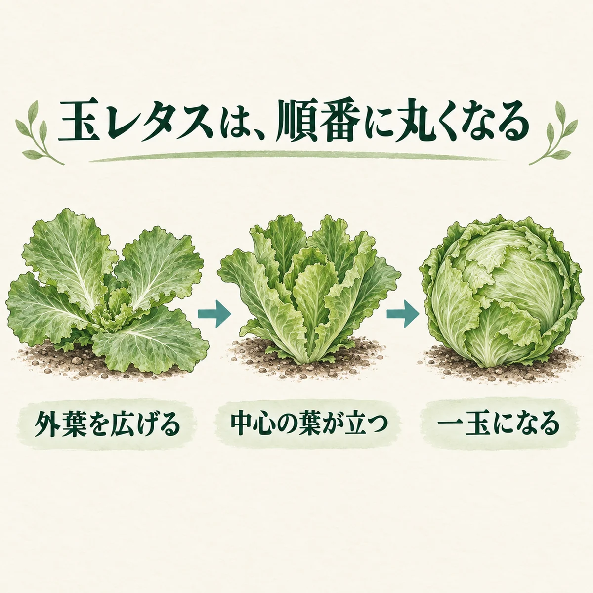 外葉を広げる時期→中心葉が立つ→葉が重なって結球する全体像