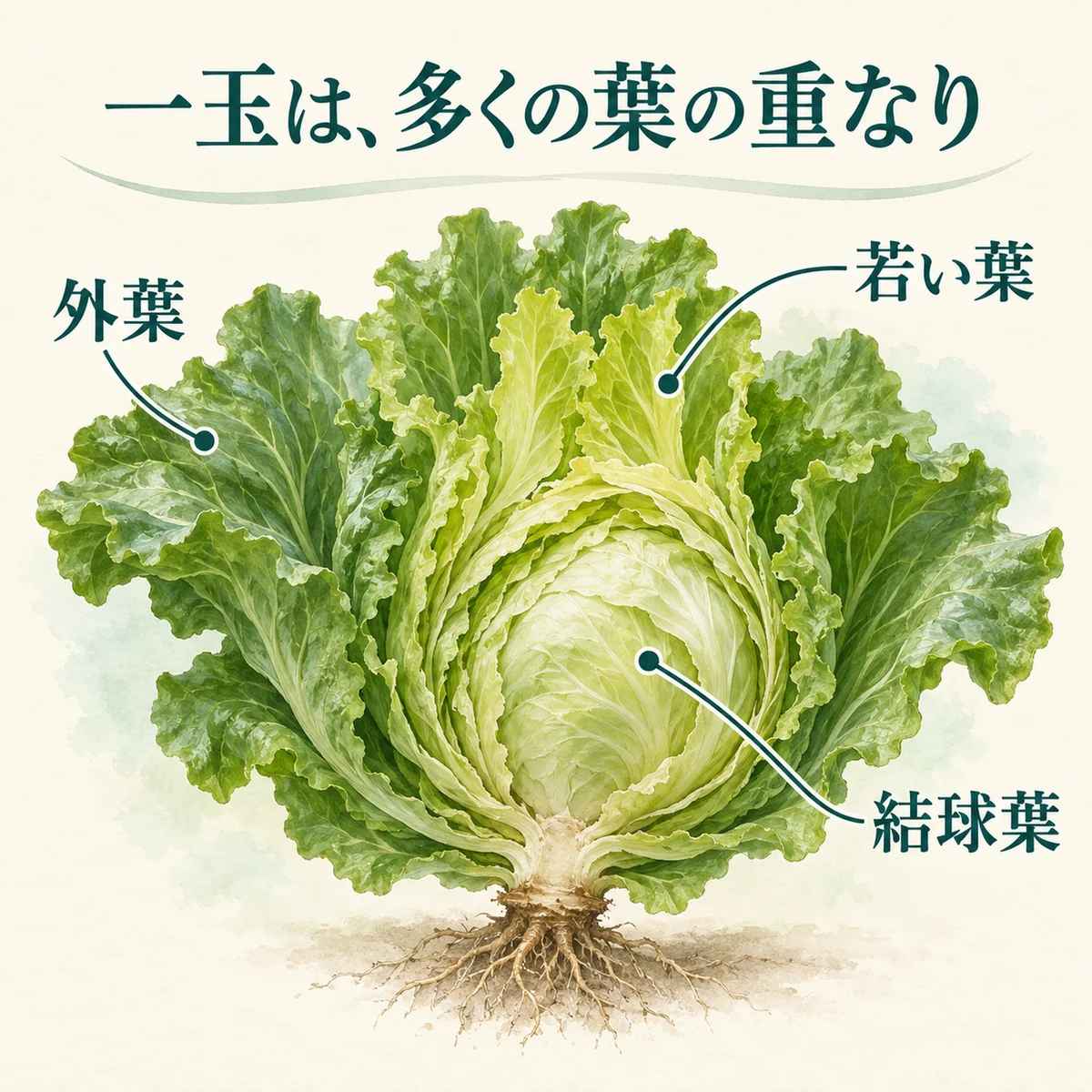 外葉・立ち上がる若い葉・重なった結球葉の役割