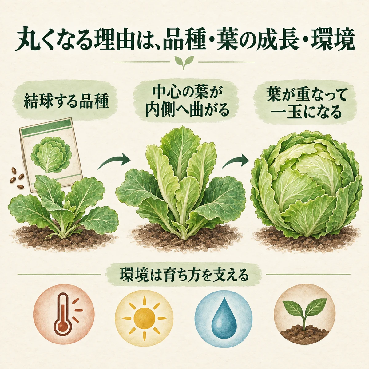 外葉・若い葉・結球・品種・環境の関係を統合