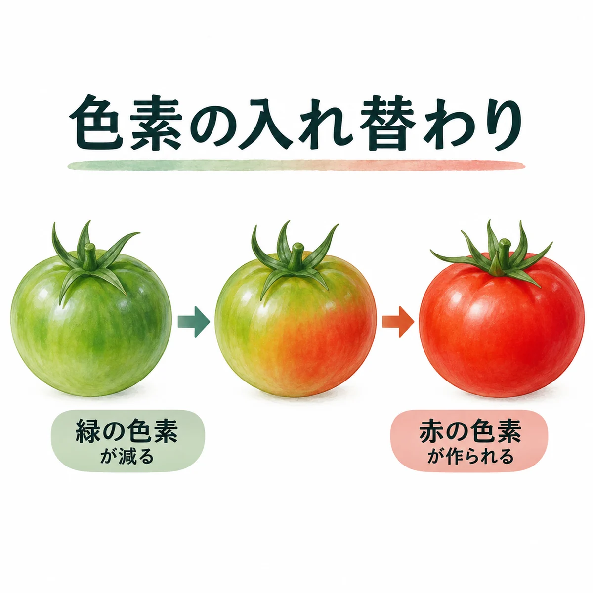 緑色色素が減り赤色色素が作られる図