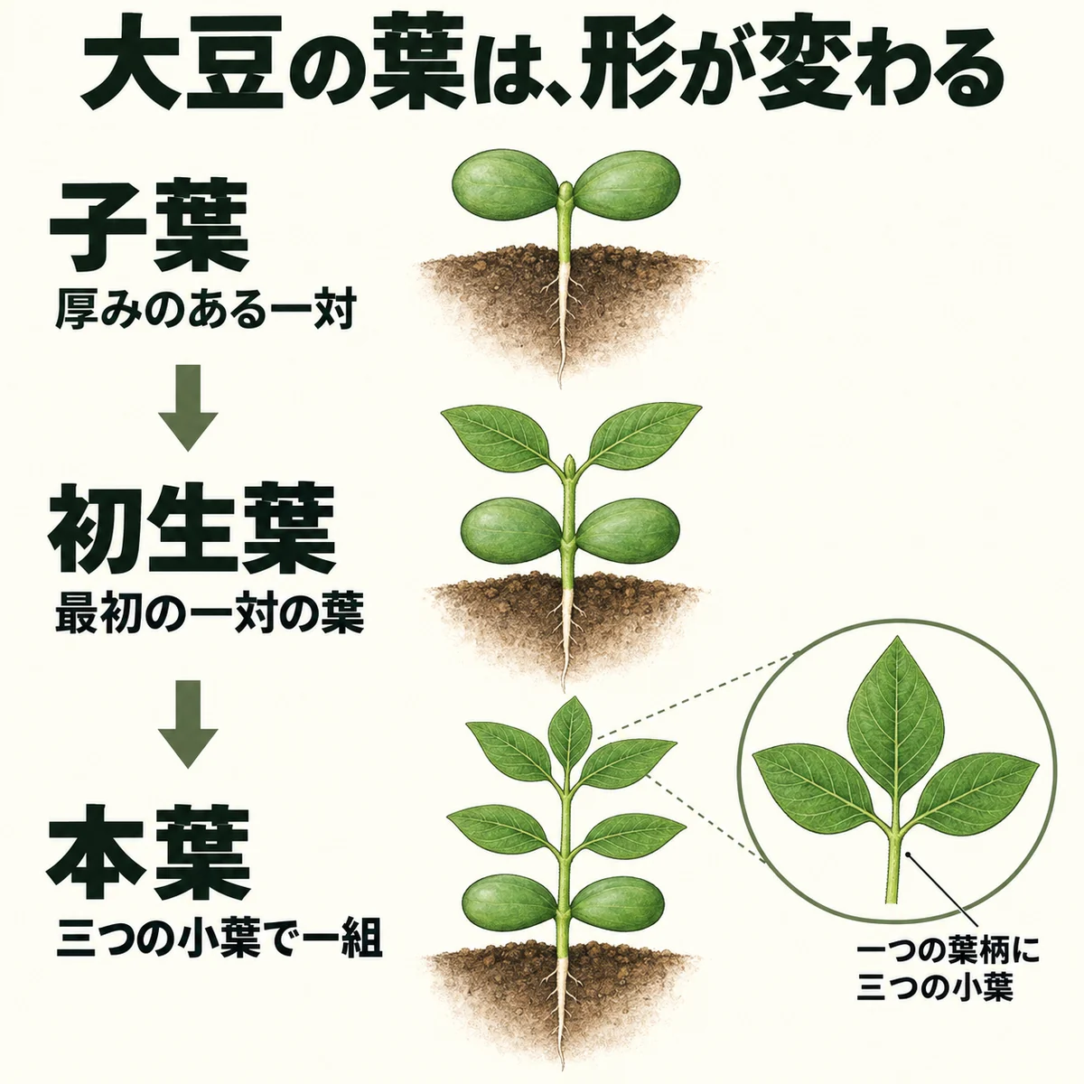 厚い子葉一対、最初の単葉一対、三つの小葉を持つ本葉を比べた図