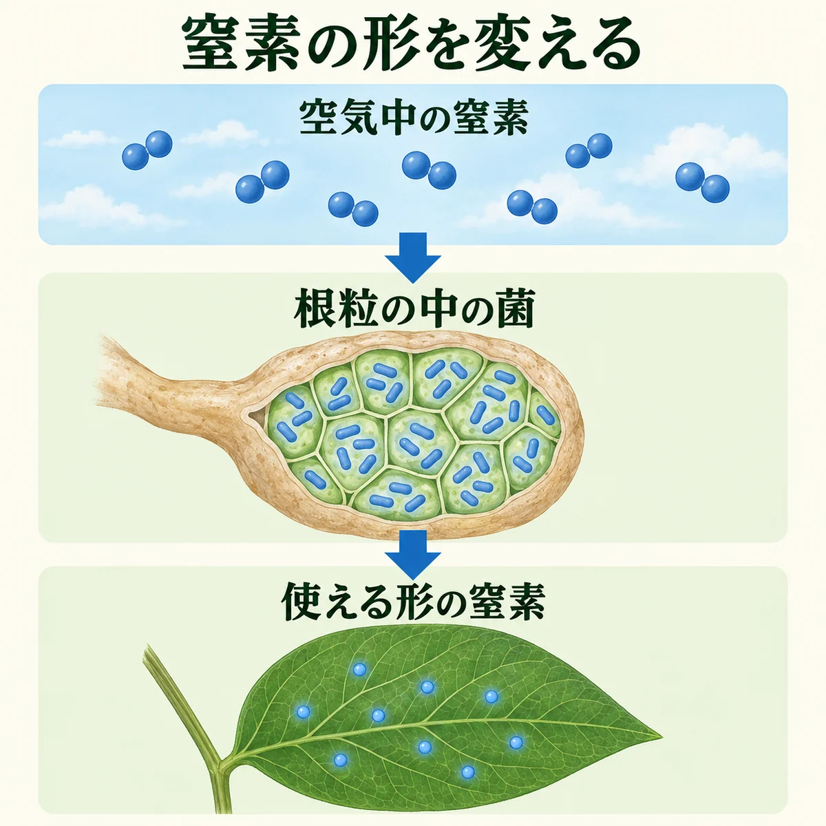 空気中の窒素が、根粒の中の根粒菌の働きによって大豆が使える形の窒素になる流れ