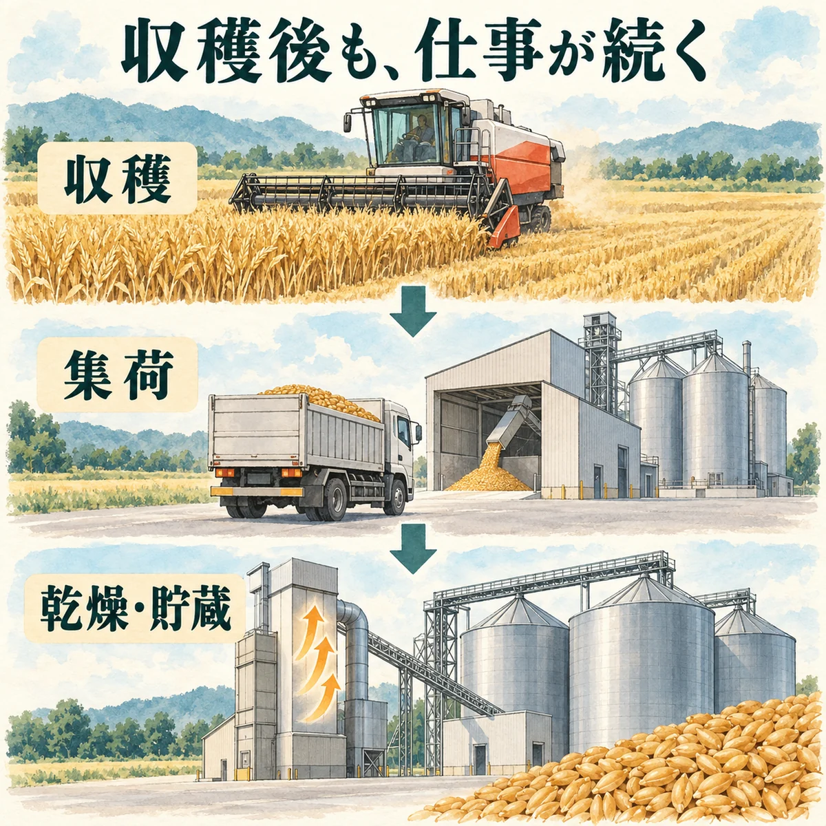 コンバイン収穫、粒の集荷、乾燥と貯蔵を上から下へ示した図