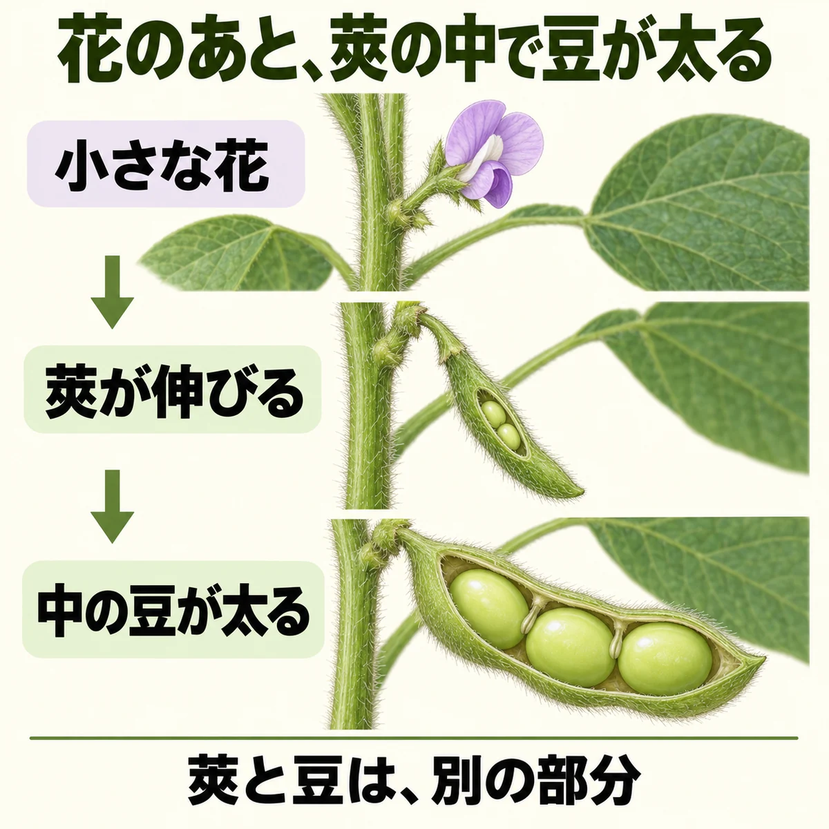 小さな紫の花、伸びる緑の莢、莢の中で太る種子を上から下へ示した図