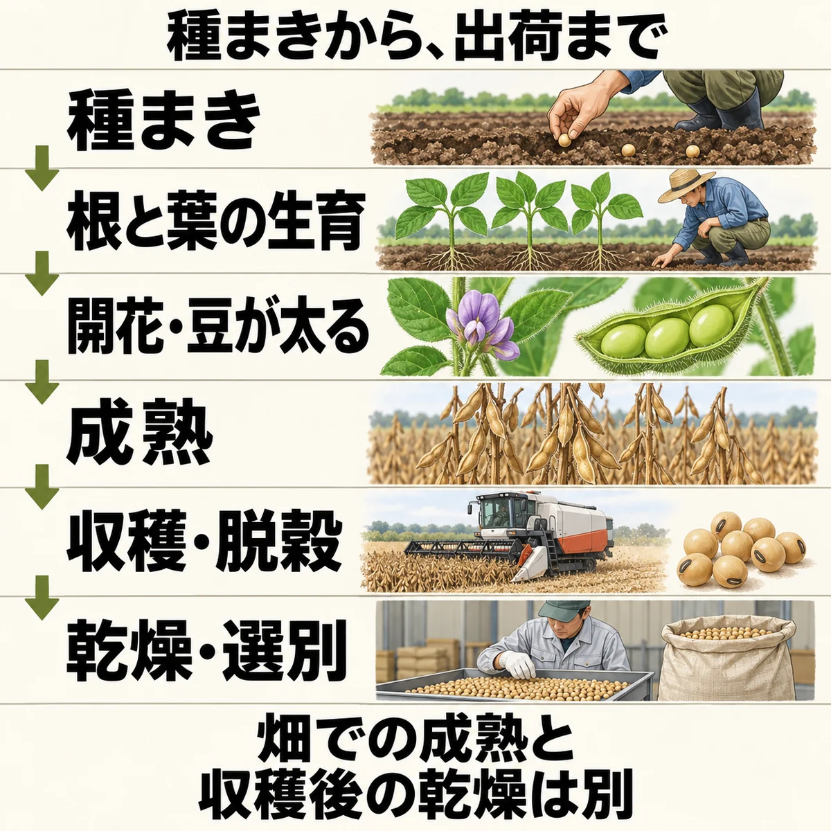 種まき、根と葉の生育、開花と豆の肥大、成熟、収穫脱穀、乾燥選別を順に示した六段階の図