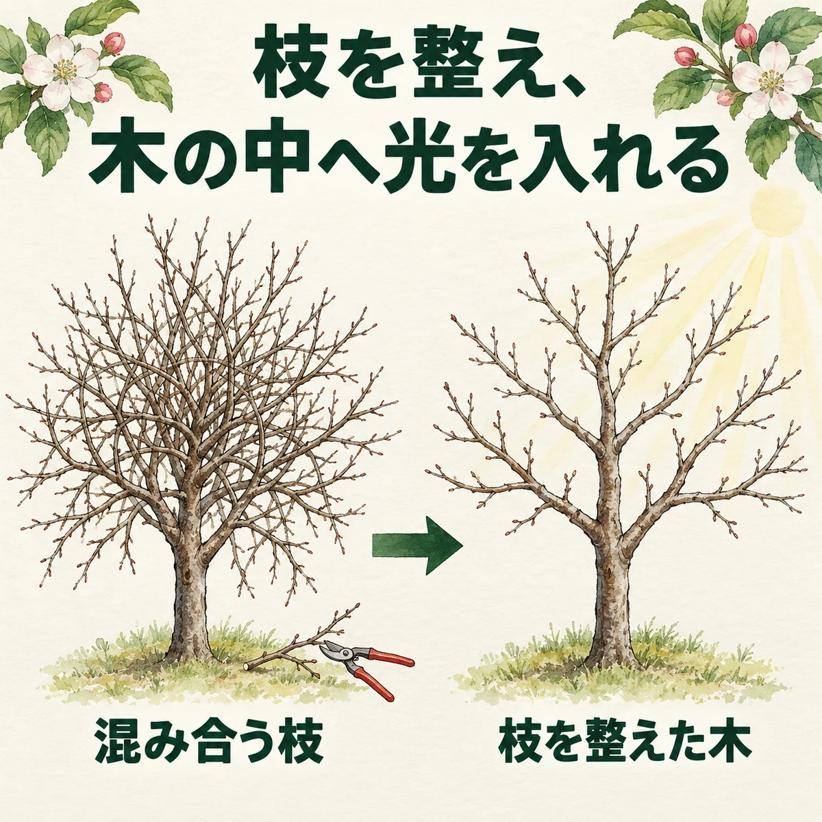 冬の混み合う枝と、剪定で枝を整え光を入れた木の比較