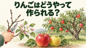 りんごの木、花、剪定用のはさみ、赤色と黄色の果実から作り方を問いかける