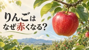 りんごはなぜ赤くなるかを問う、枝についた赤いりんごのアイキャッチ
