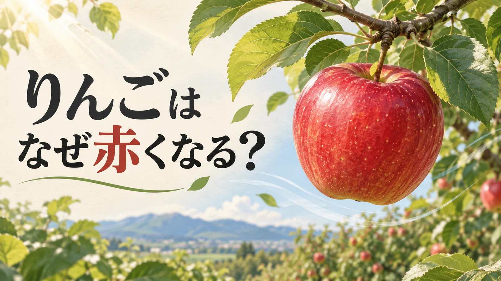 りんごはなぜ赤くなるかを問う、枝についた赤いりんごのアイキャッチ