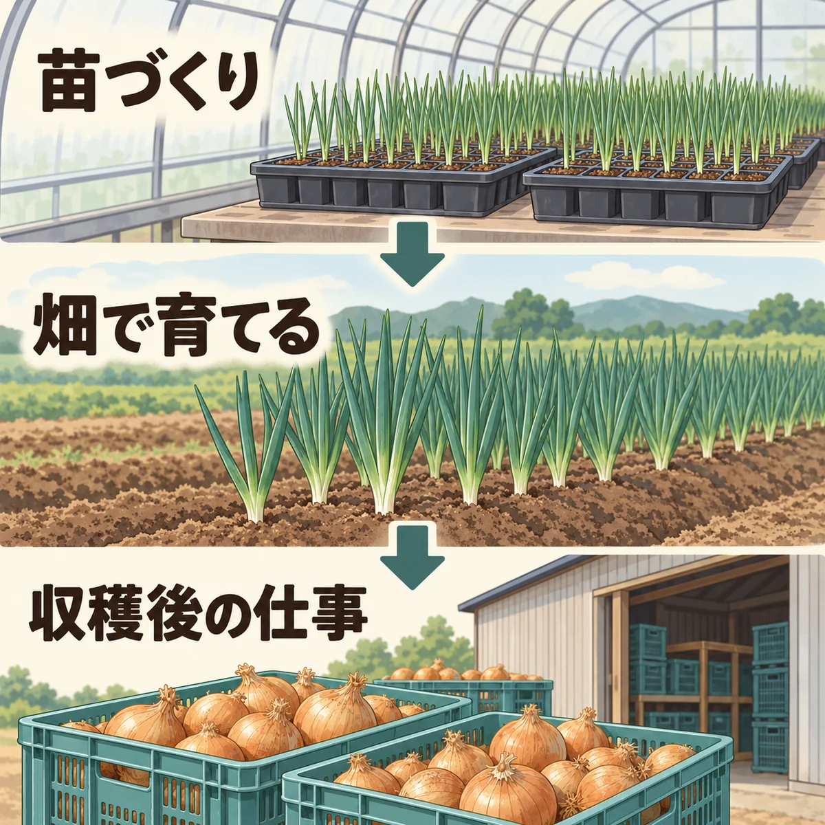 ハウスの苗、畑で育つ株、収穫した球のコンテナを上から順に示す図