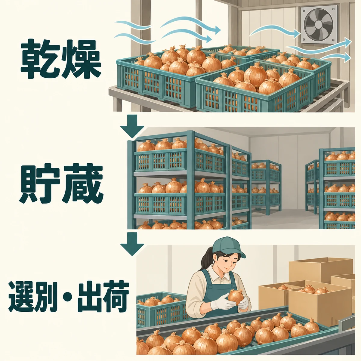 収穫後の玉ねぎを乾燥し、貯蔵し、選別して出荷する流れを縦に示す図