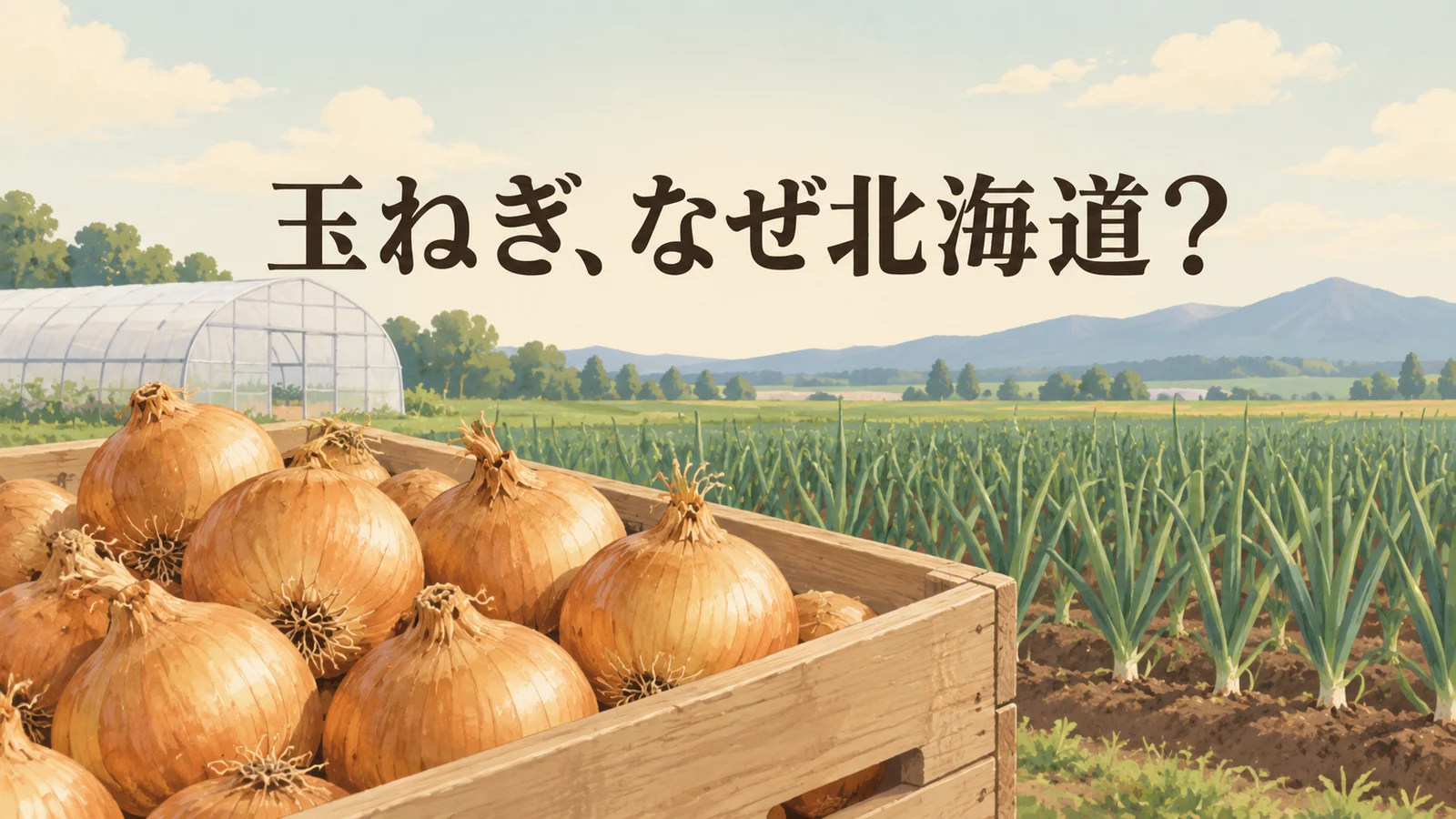 収穫した玉ねぎを入れた箱、育苗ハウスと畑を背景に北海道産が多い理由を問う編集画