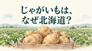 じゃがいもと広い畑を背景に、北海道で生産が多い理由を問うイメージ