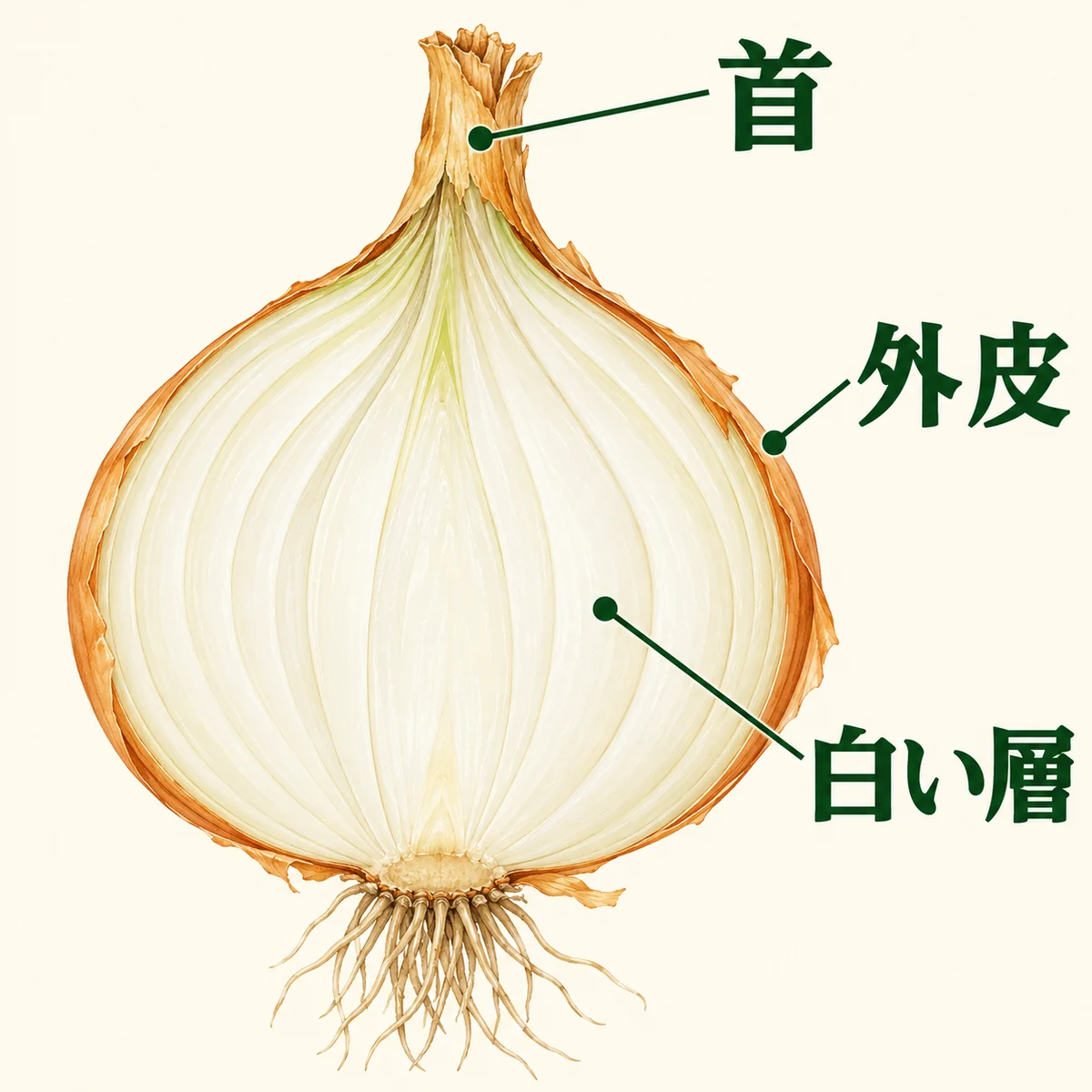 玉ねぎの縦断面で、上部の首、薄い茶色の外皮、内側の白い層を案内線で区別した図