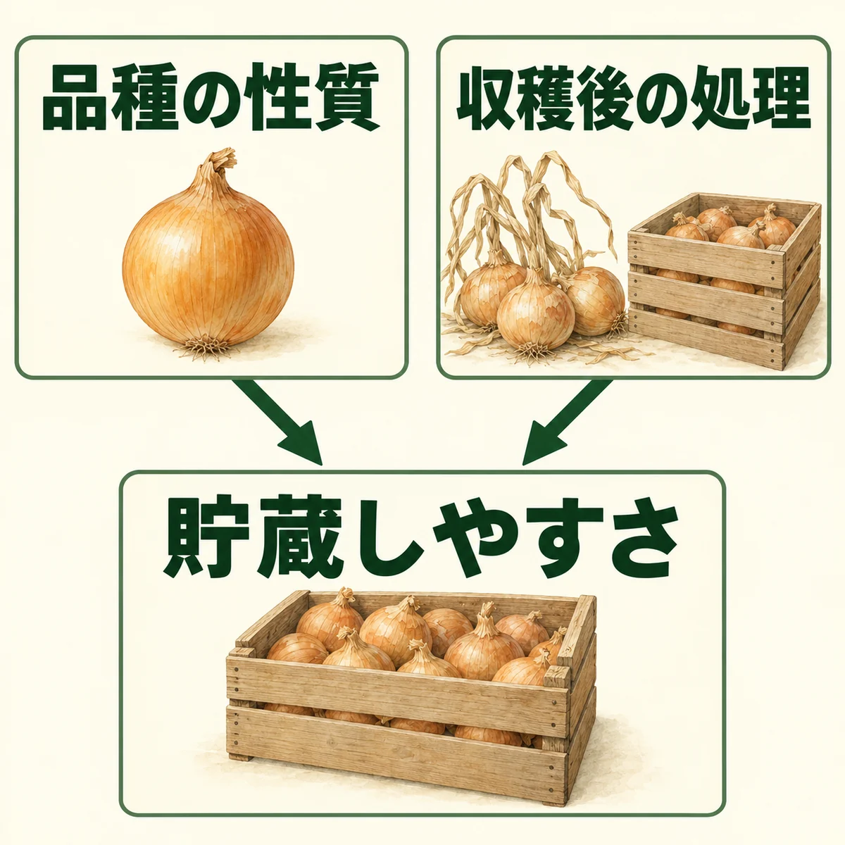 品種の性質と収穫後の処理から、それぞれ貯蔵しやすさへ下向きの矢印を引いた図