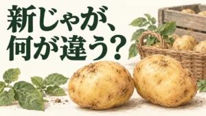 掘りたてのじゃがいもと収穫・貯蔵の背景で、新じゃがの違いを問うイメージ