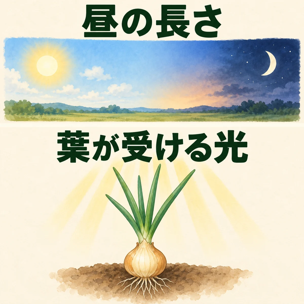 上欄に昼と夜の空、下欄に葉へ光が届く玉ねぎを示して日長と受光を分ける図