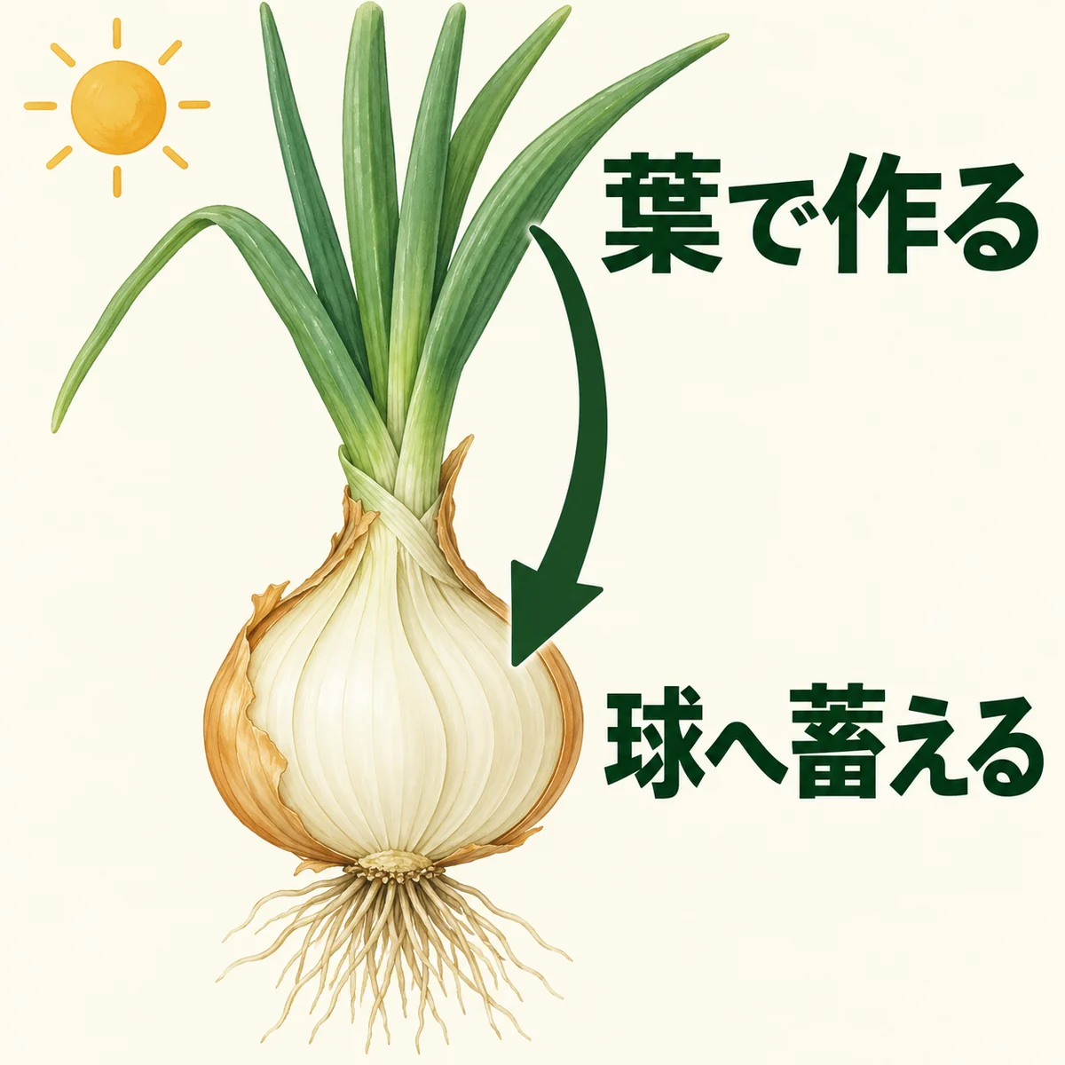 緑の葉から球の白い層へ下向きの一本の矢印を引き、糖を作る場所と蓄える場所を対応させた図