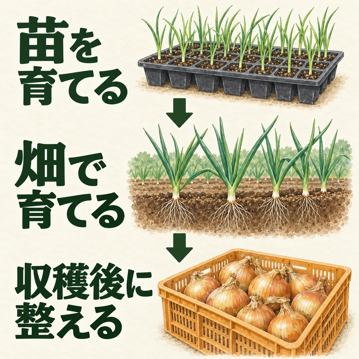 苗を育てる、畑で育てる、収穫後に整える三段階を上から下へ示した玉ねぎの工程図