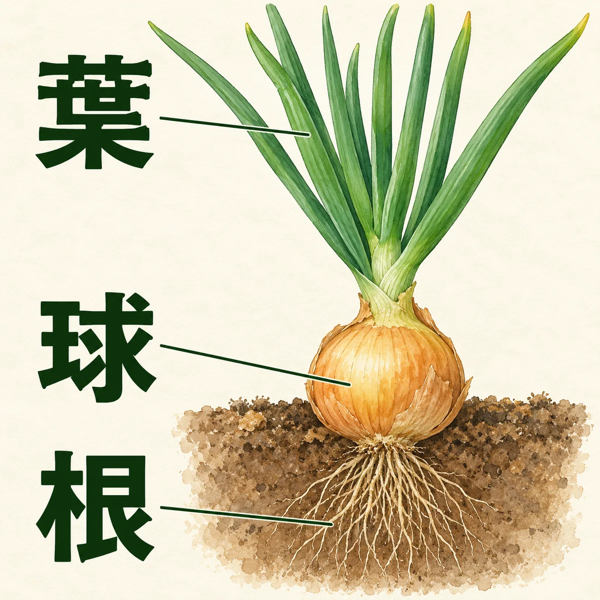 玉ねぎの緑の葉、株元の球、その底から伸びる細い根へそれぞれ案内線を引いた全体図