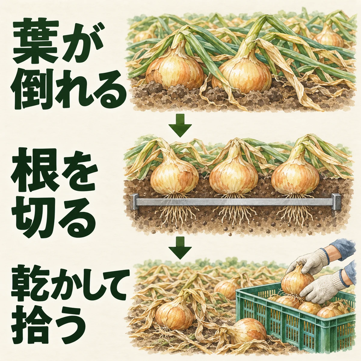葉が倒れる、球の下の根を切る、乾かして拾う順を上から下へ示した玉ねぎ収穫の地域例