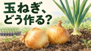 苗トレイと畑の玉ねぎ、収穫した球を背景に、玉ねぎの作られ方を問う編集イメージ