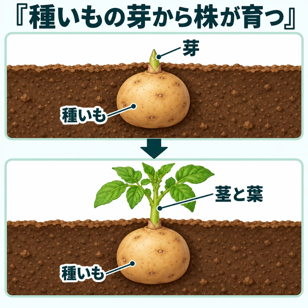 種いもの上側の芽から、地上の茎と葉が育つことを示す図