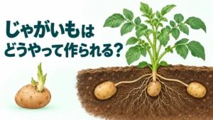 種いもの芽と、地上の葉・地下の新しいいもを描く疑問型編集画