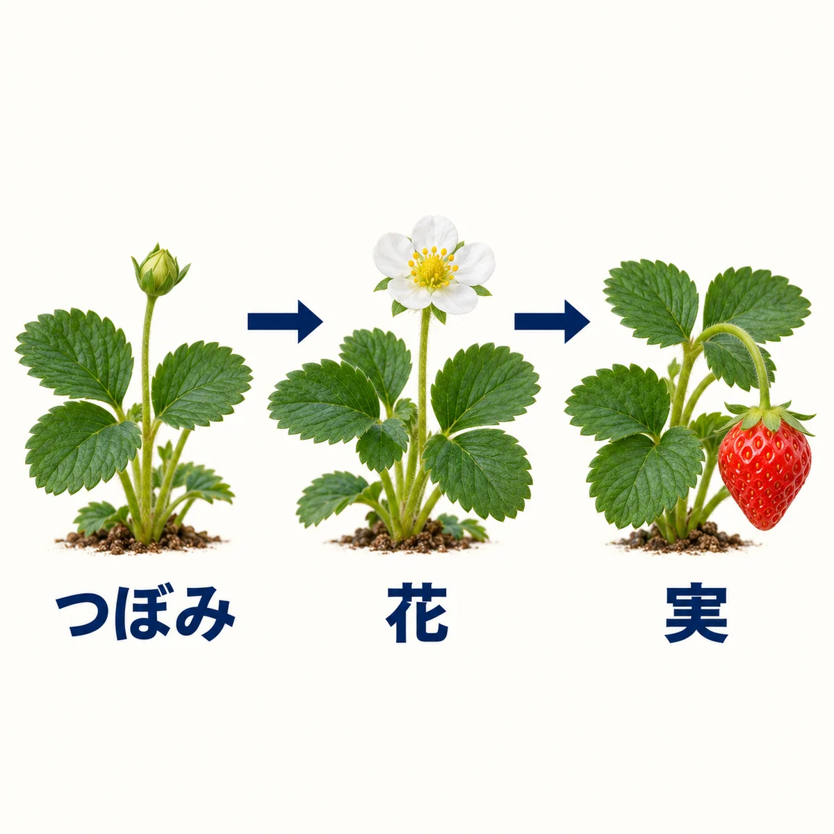 花芽ができた後のいちごのつぼみ、白い花、赤い実を左から右へ並べた図