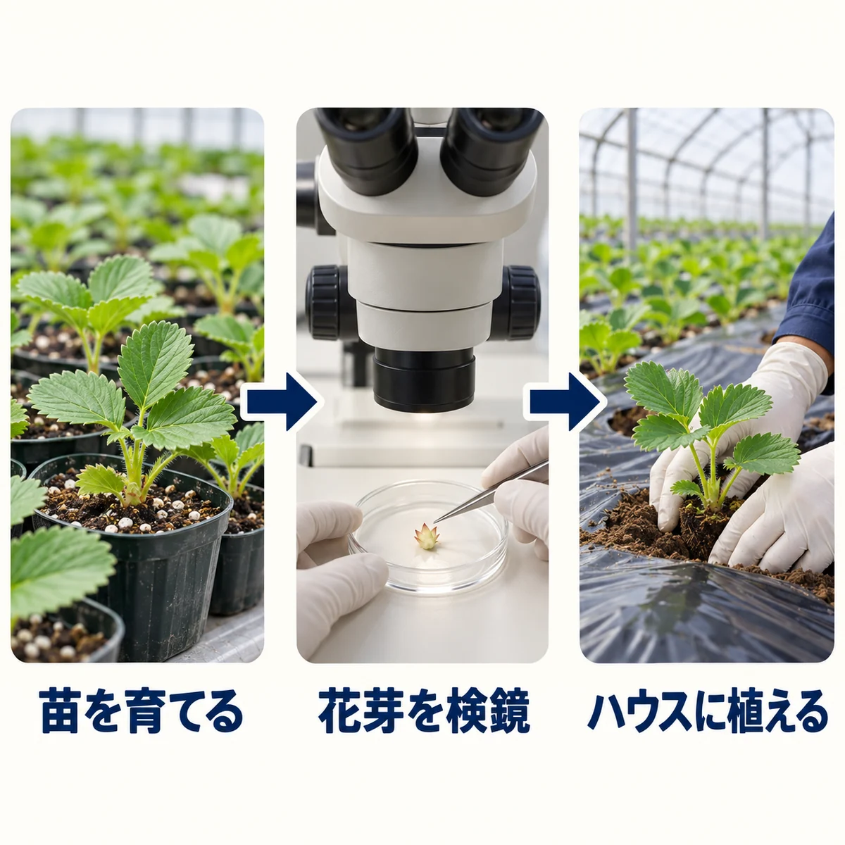 苗を育て、顕微鏡で花芽を調べ、苗をハウスに植える順序を示す図