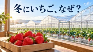 冬のいちごの疑問を示す、売り場のいちごと栽培ハウスのイメージ