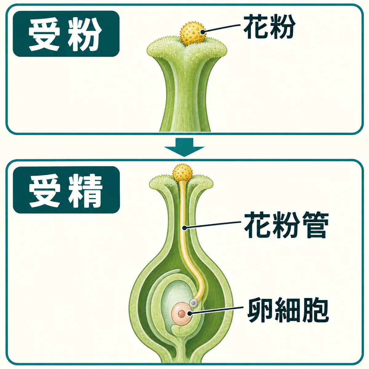 上段では雌しべの先に花粉が付き、下段では花粉管が内部へ伸びて卵細胞の場所へ届く模式図