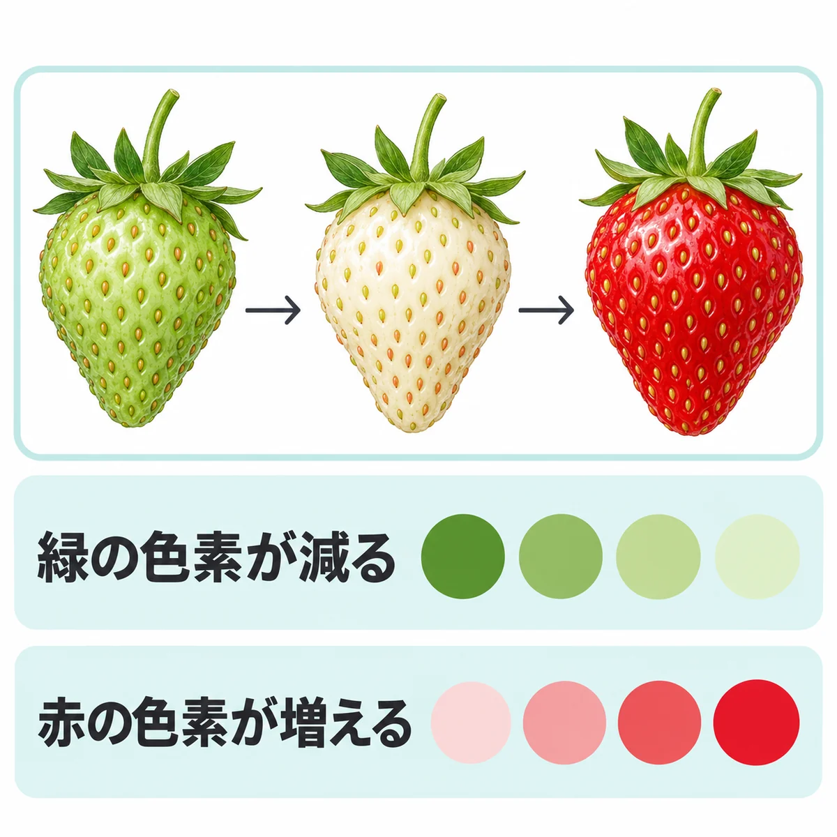 緑、白、赤の成熟段階と、緑色色素が減り赤色色素が増えることを別々に示す図