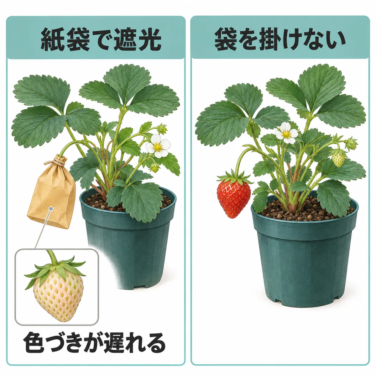 株に付いたいちごへ紙袋を掛けた区と掛けない区を並べ、遮光区の白い実を別枠で示す図
