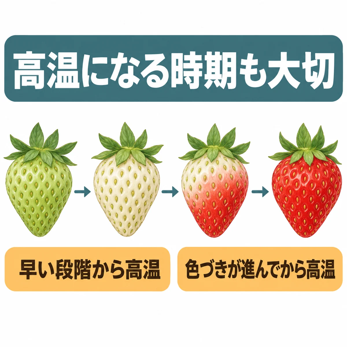 いちごが緑から白、部分着色、赤へ進む段階と、高温を受け始める早さの違いを示す図