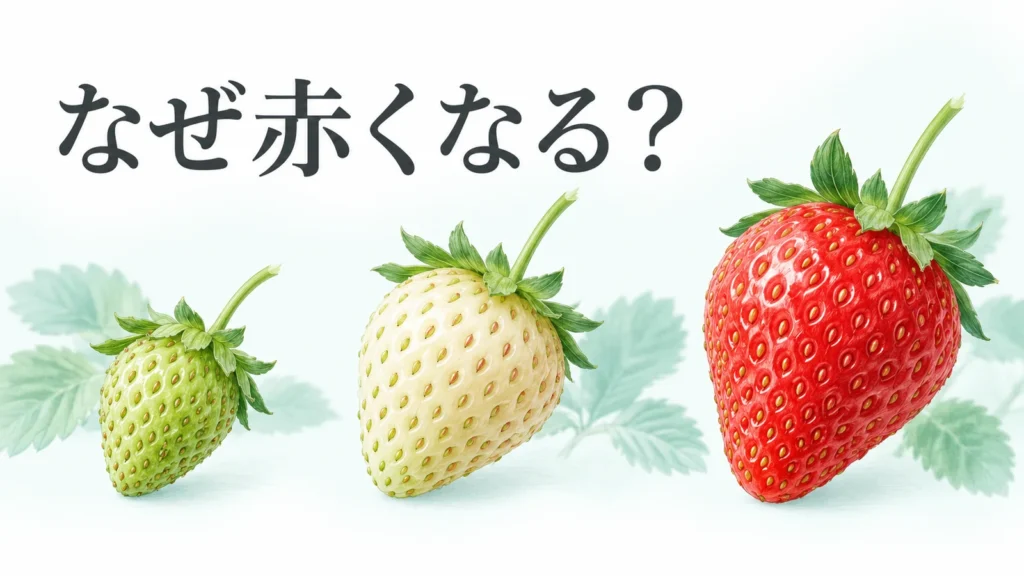緑、白、赤のいちごを並べ、なぜ赤くなるかを問う編集画